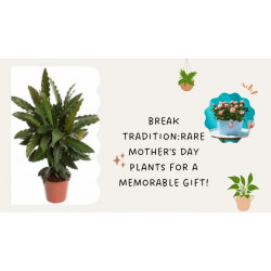 Break Tradition: 7 Rare Mother's Day Plants for a Memorable Gift!
